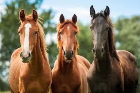 Horse Collection